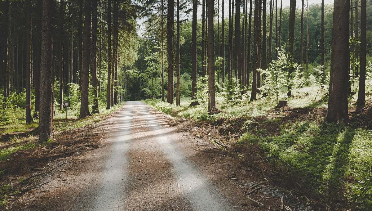 road pathway between tall trees dirt road