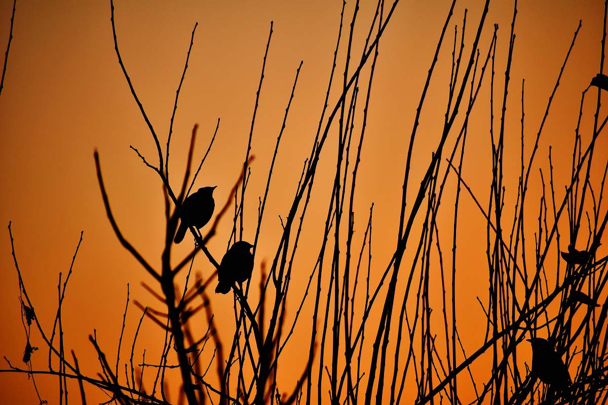 bird silhouette of bird on stick india