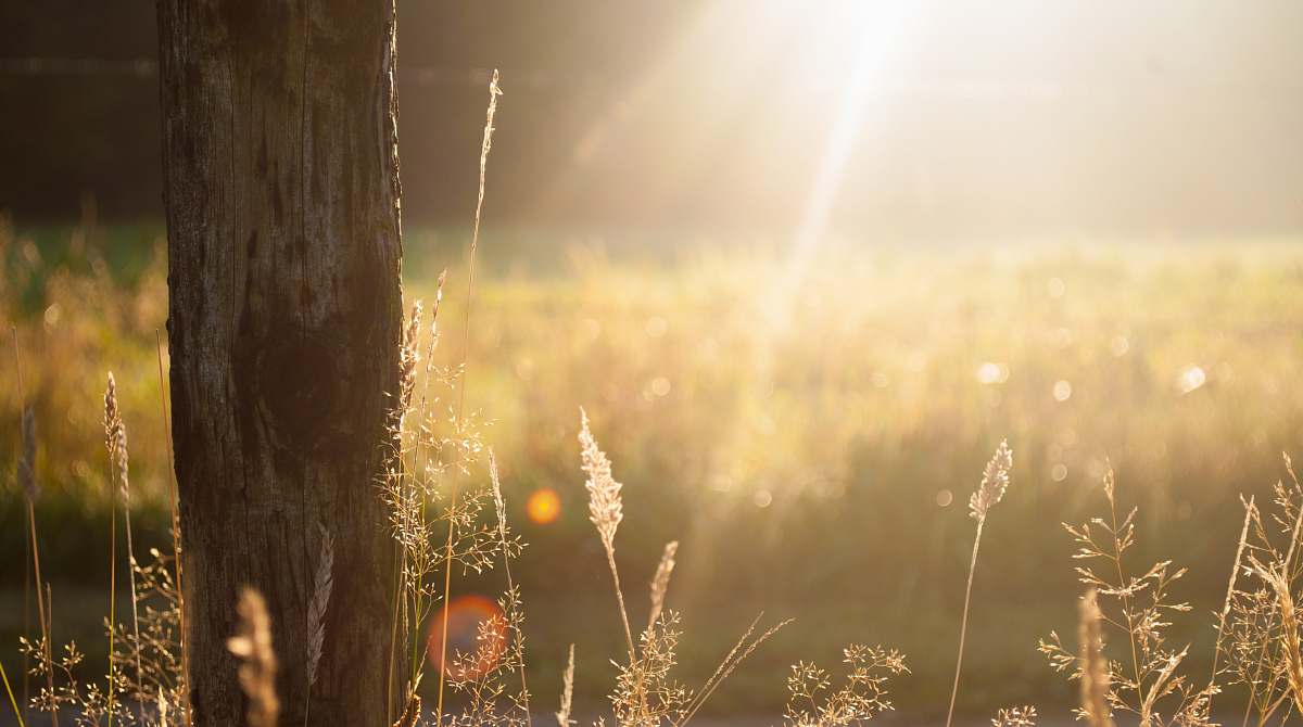 light brown tree bark during sunrise grass