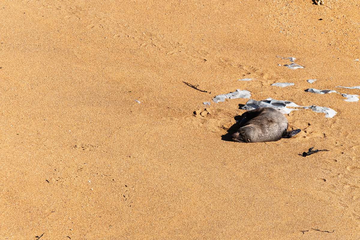 outdoors seal lying on sand sand