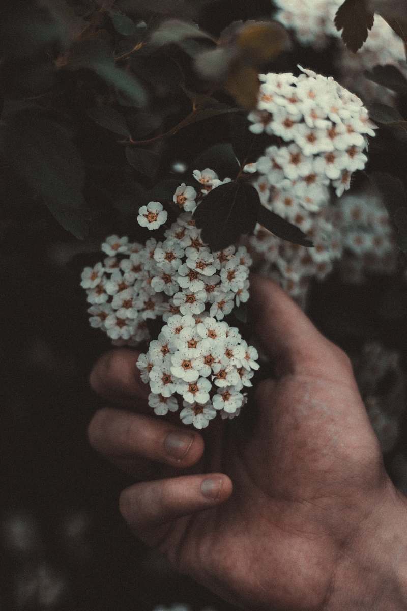 human person holding white flowers people