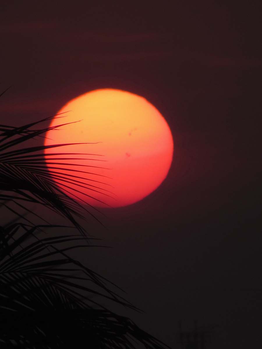 orange photo of sun leaves