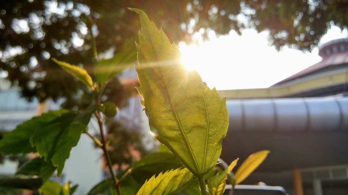 sunlight shinning light with green leaf sprout plant