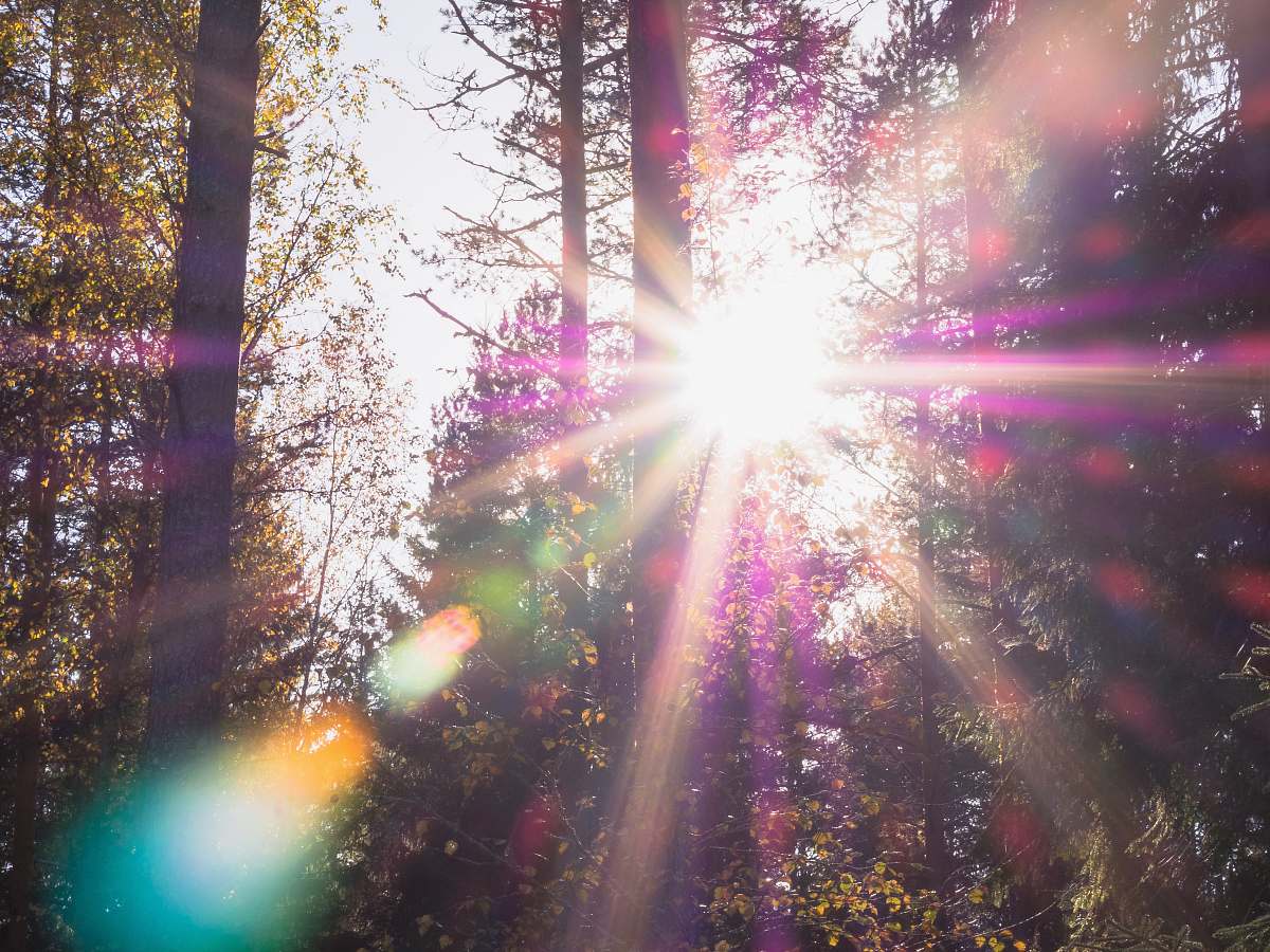 flare forest with sunlight light