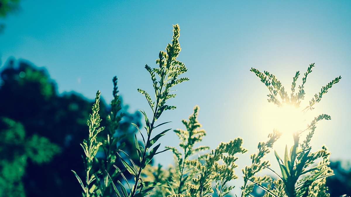 grass shallow focus photography of green plant plant