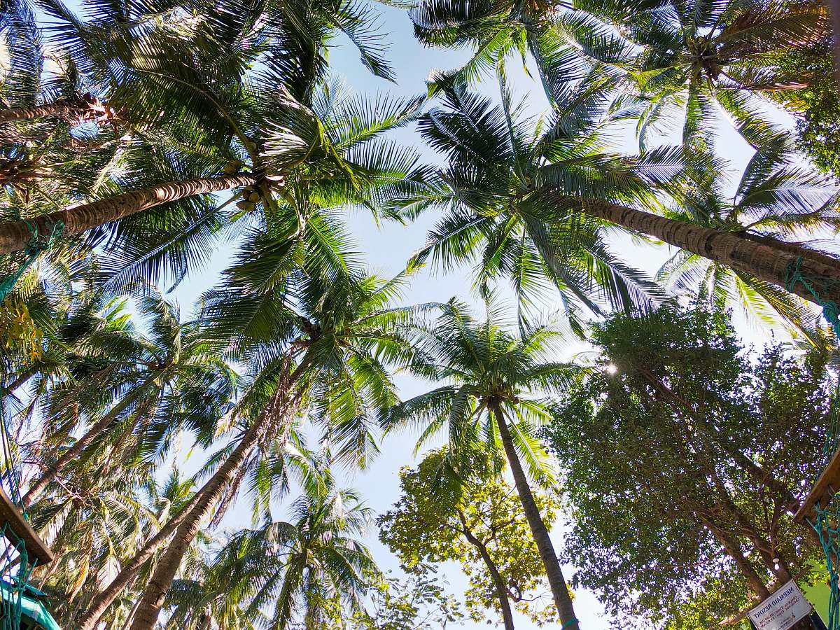 arecaceae coconut trees low angle photography plant