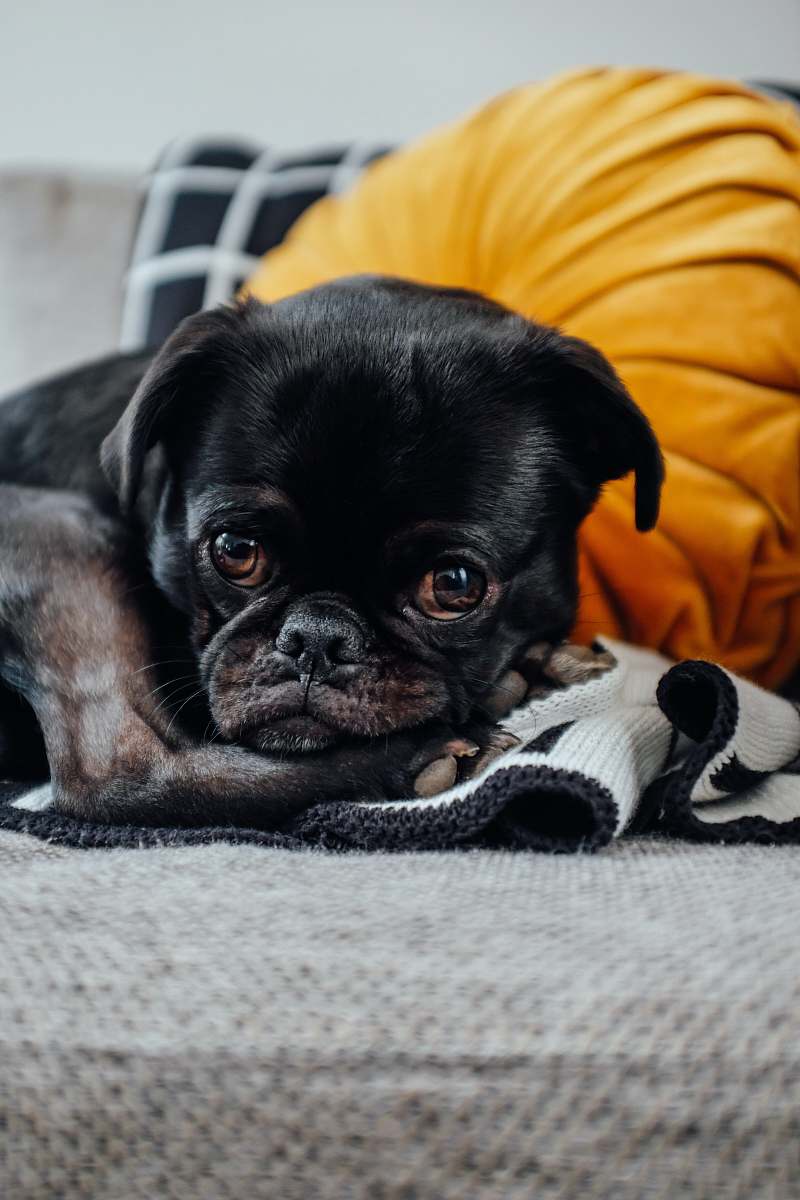 canine short-coated black puppy dog