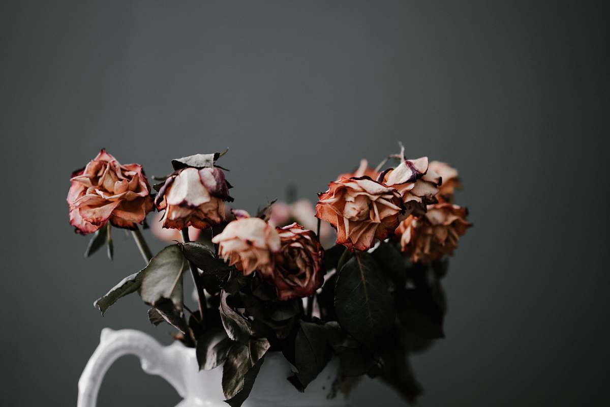 flower orange petaled flower rose