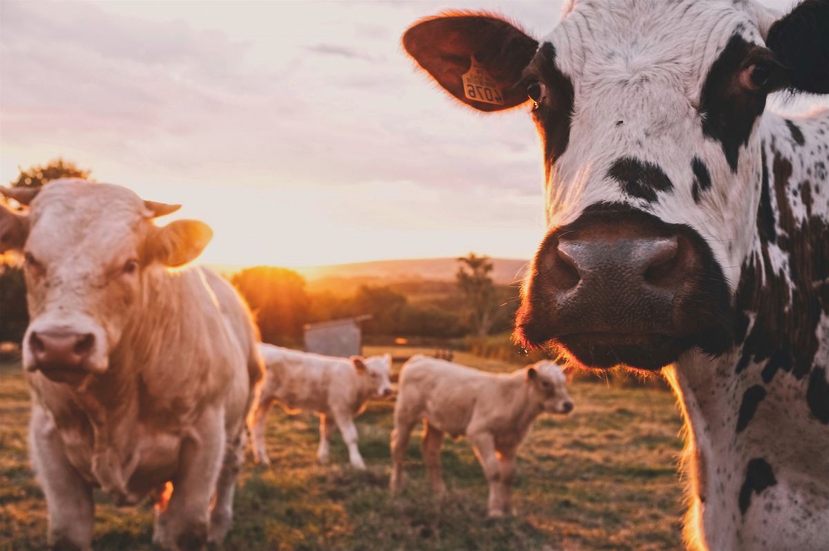 a cow standing in a field with other cows
