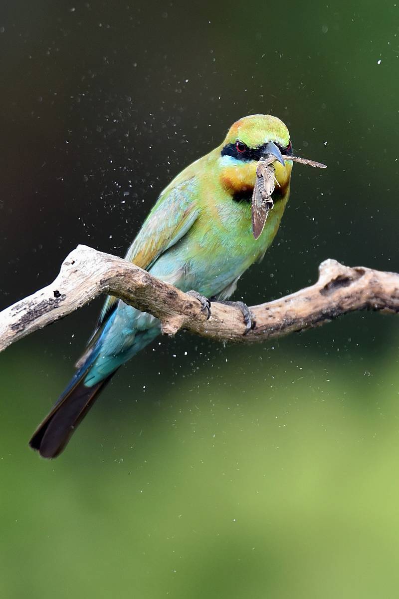 a bird with a worm in its mouth