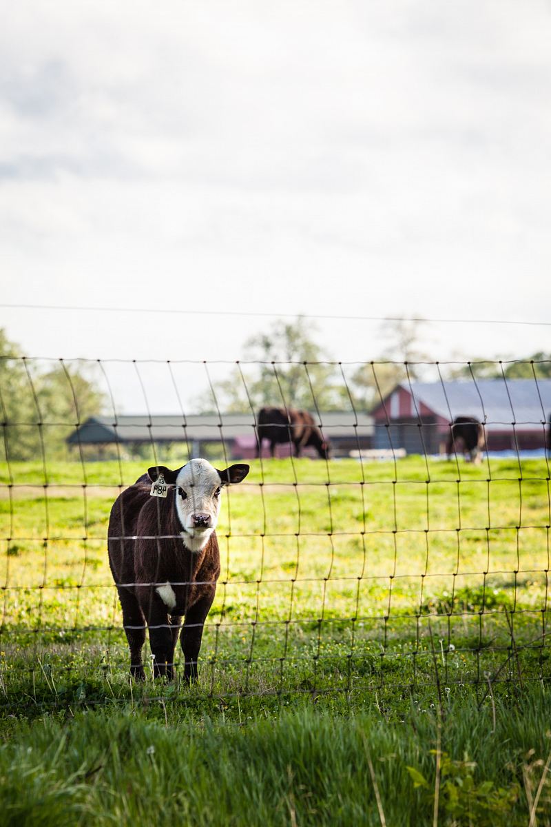This captivating vertical shot captures a majestic cow standing peacefully in a lush green field, framed beautifully by a rustic wooden fence. Ideal for agricultural themes, animal husbandry projects, or nature-related content, this image embodies tranquility and the beauty of rural life, evoking a sense of connection to nature. Perfect for use in brochures, websites, and educational materials focused on farming, livestock, or country living.