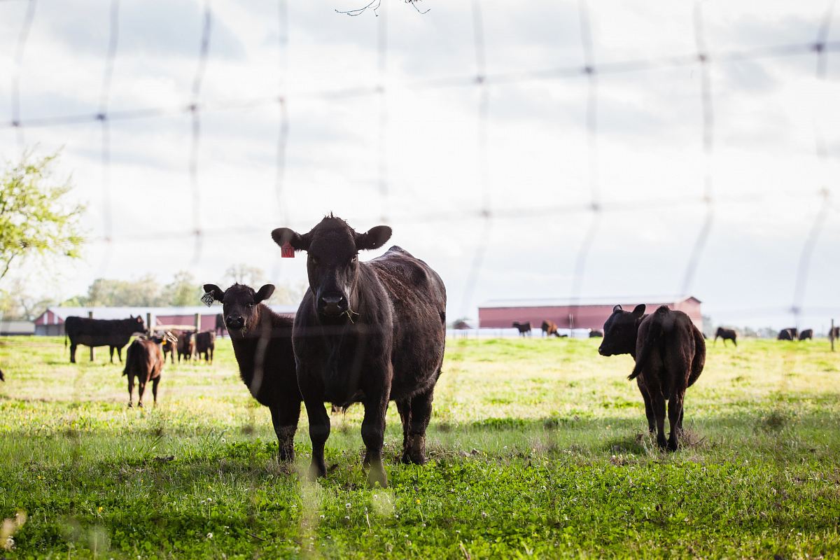 a herd of cows