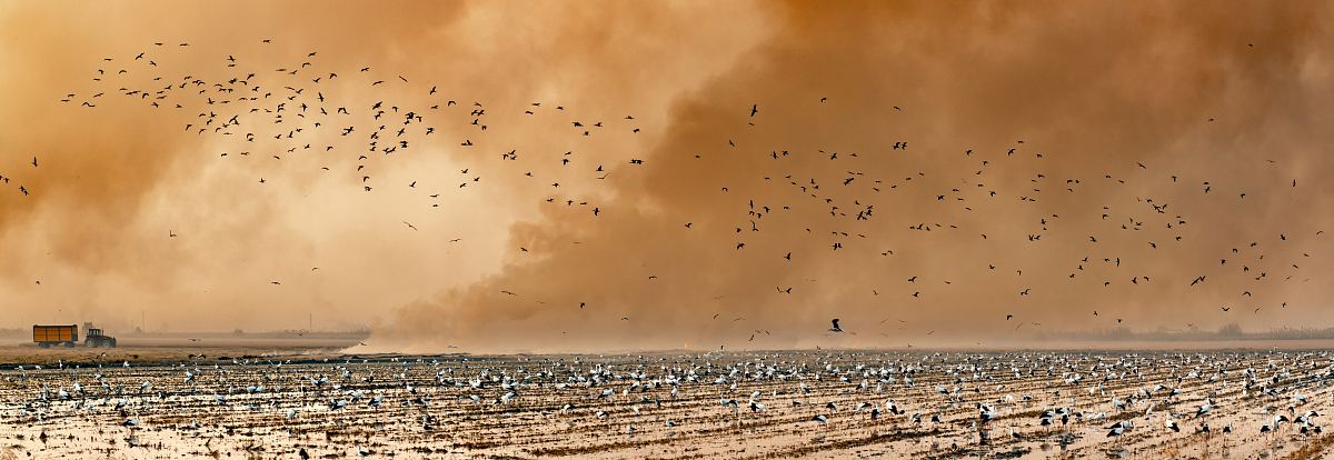 a large group of birds flying over a field