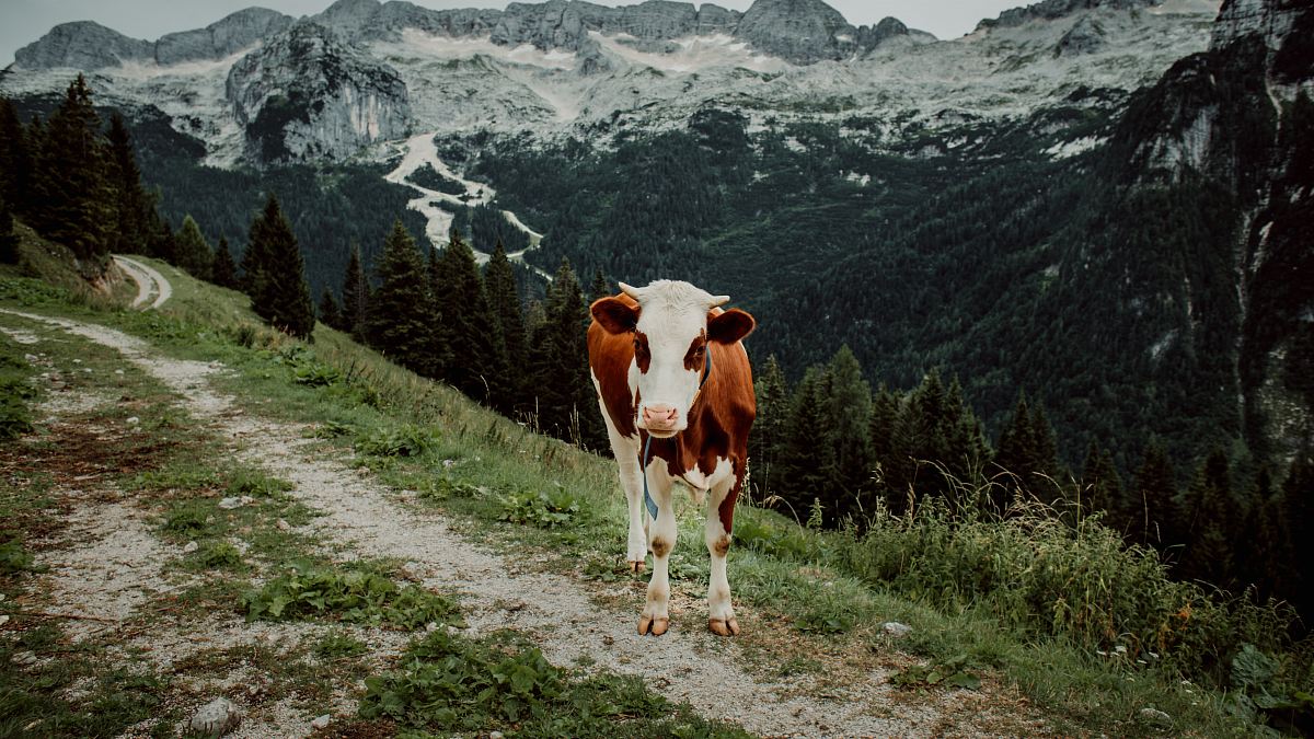 a cow standing on a mountain side