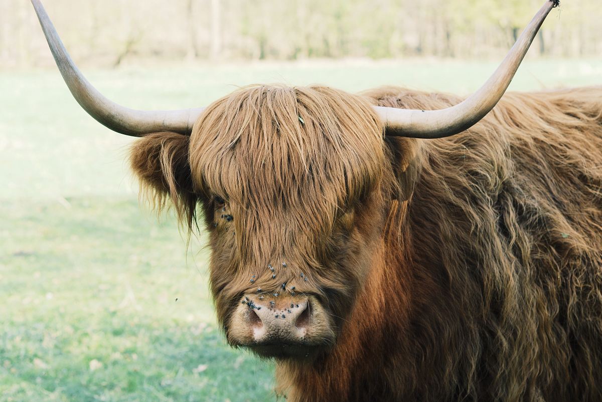 adult brown buffalo on grass