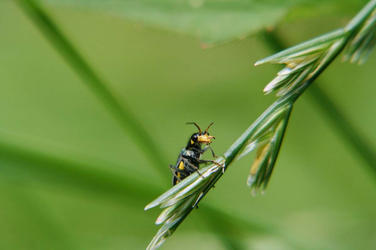 insect black and yellow beetle perched on plant selective focus photography asilidae