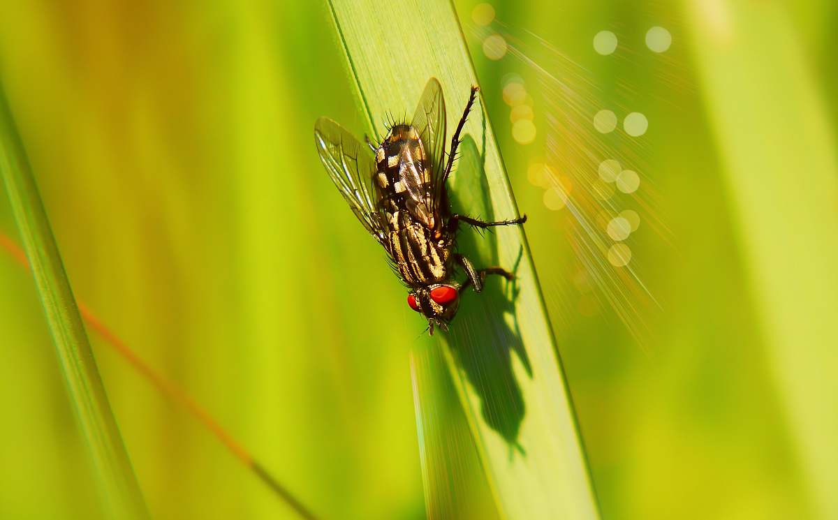asilidae black housefly fly