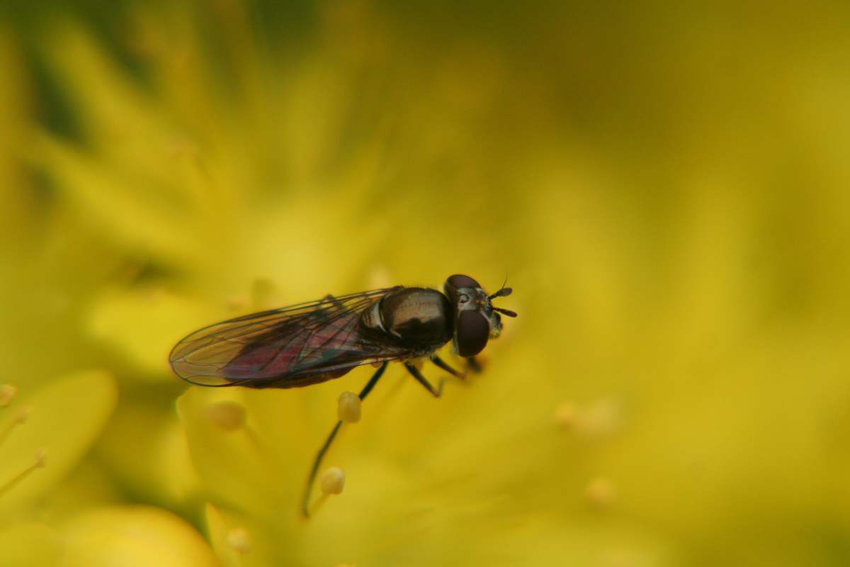 asilidae black winged insect on yellow pollen fly