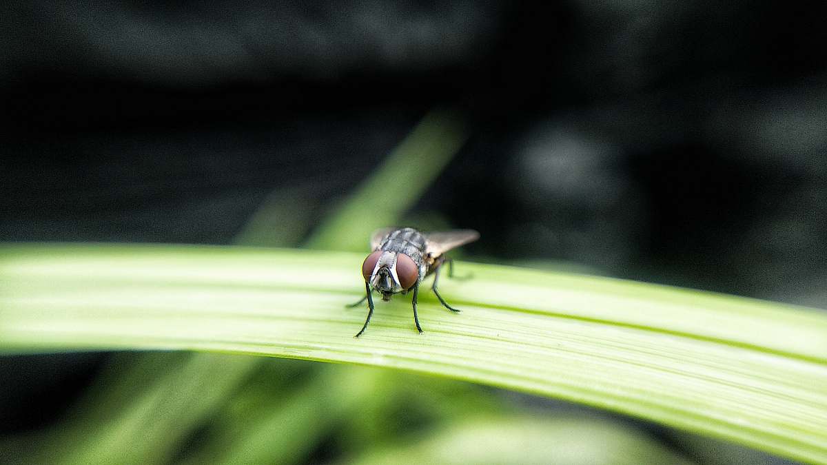 asilidae brown insect on leaf fly