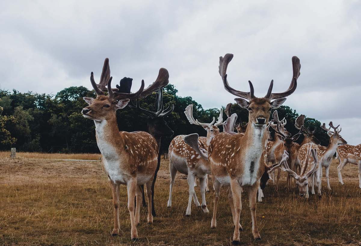 deer brown reindeer mammal
