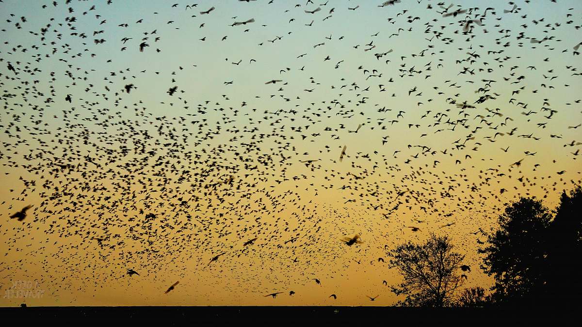 flock flock of birds flying in the sky during sunset bird