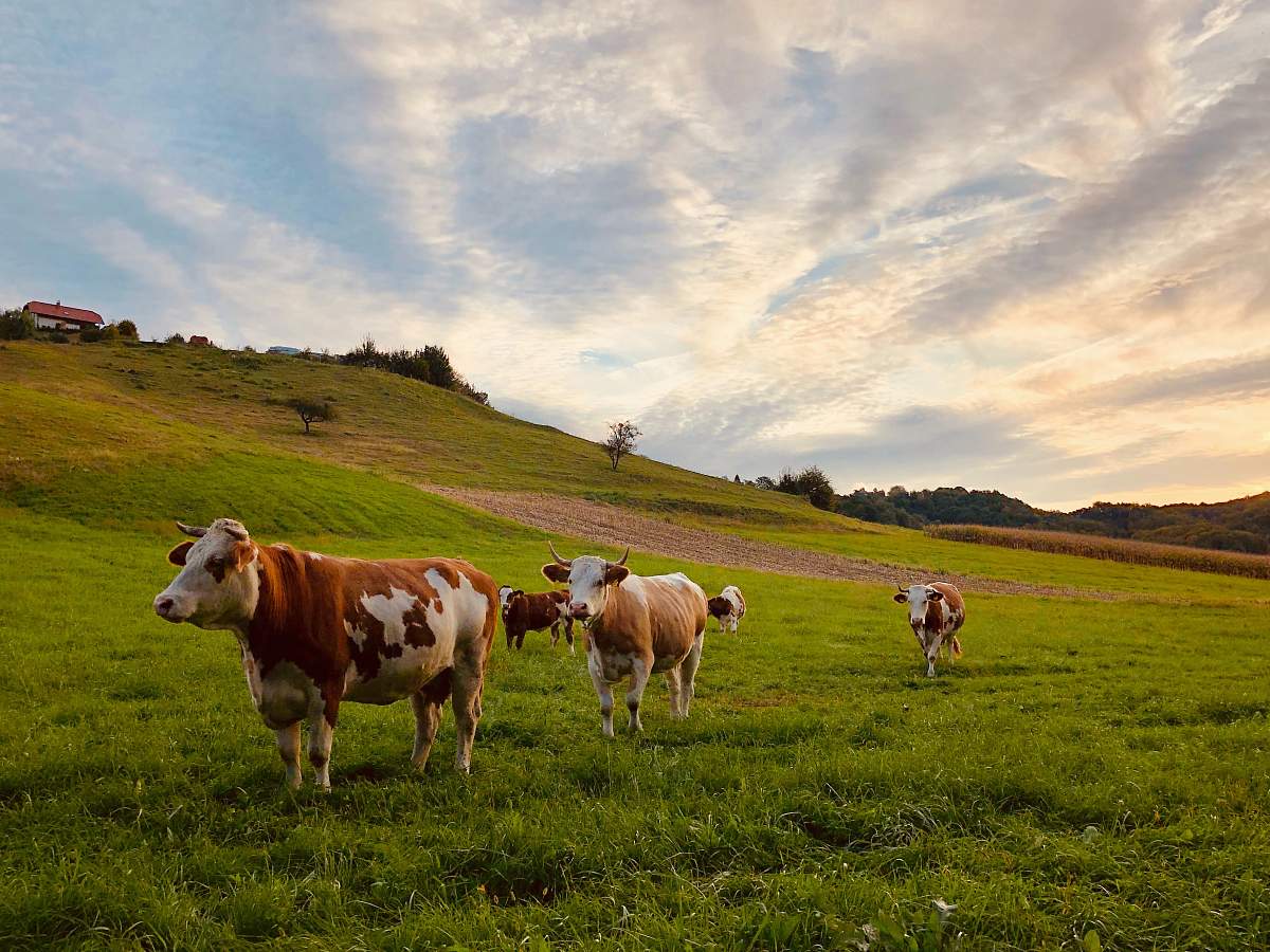 cattle herd of cattle standing near house cow