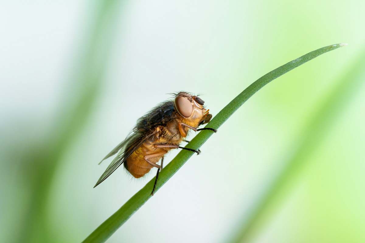 asilidae selective focus photography of fly on grass fly