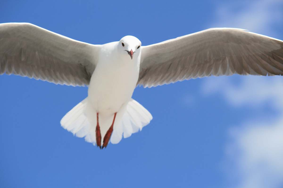 bird timelapse photo of white bird flying seagull Image  Free Stock Photo