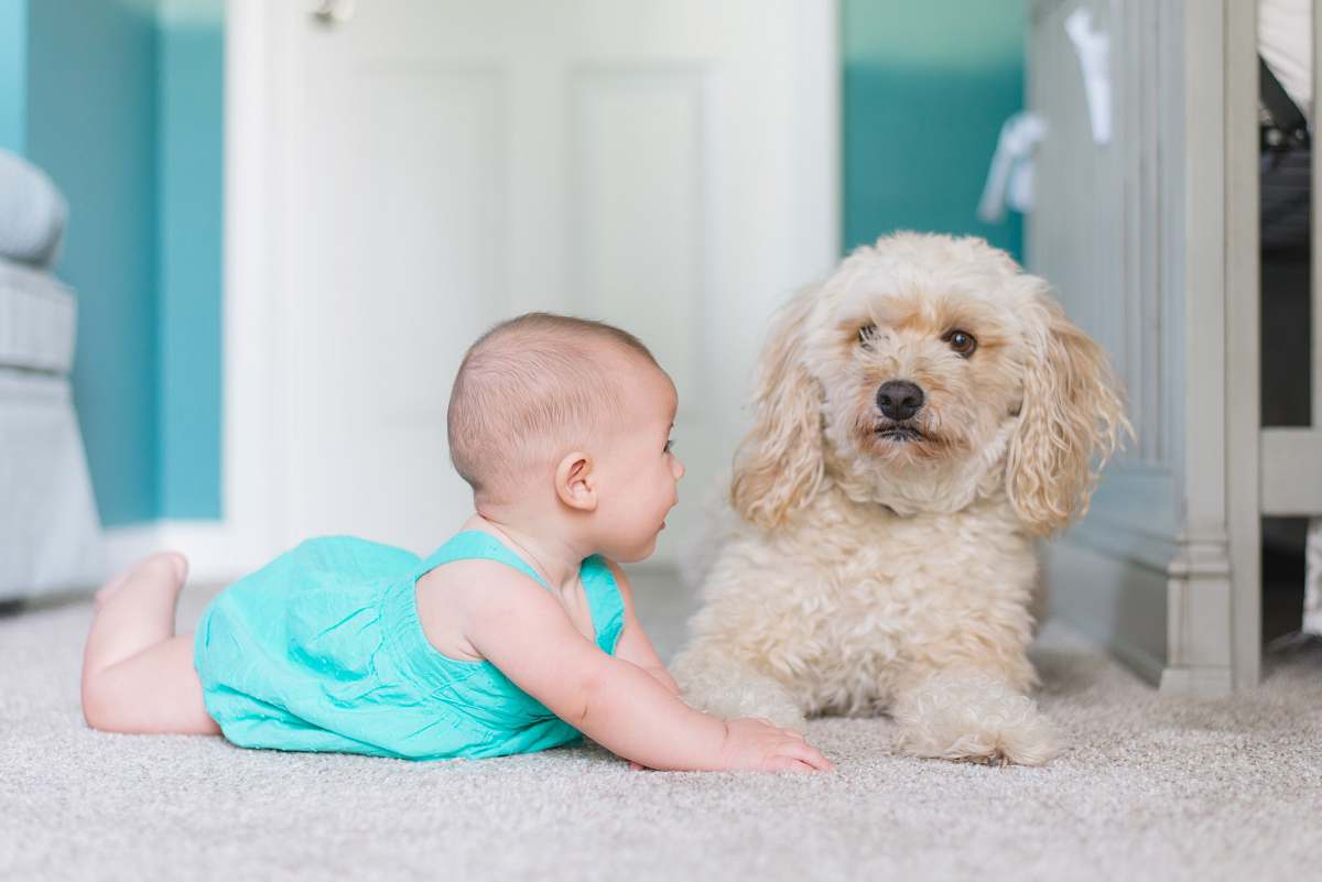 dog baby crawling near long-coated brown dog near door canine