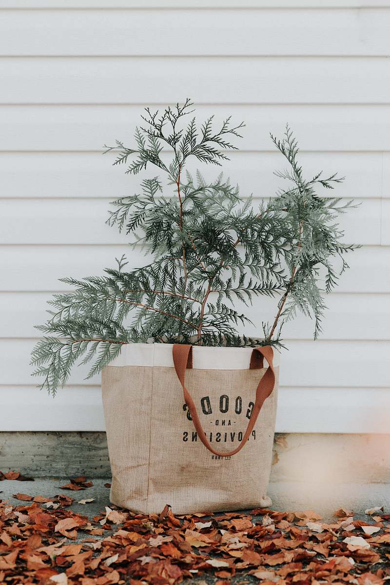 plant green-leafed plant on gift bag tree