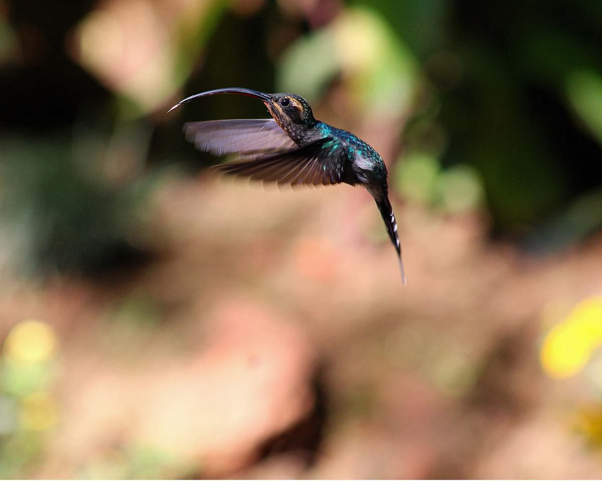 hummingbird black and green hamming bird animal