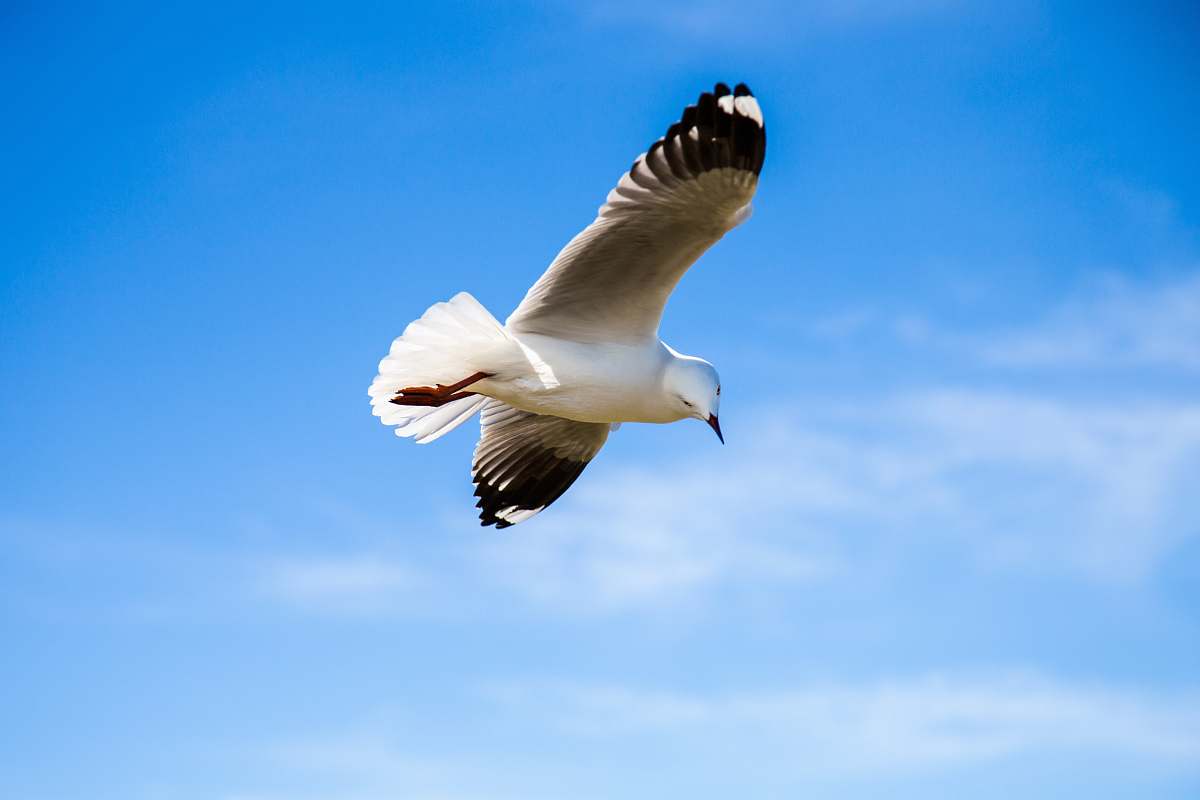 animal black and white bird flying under blue sky seagull
