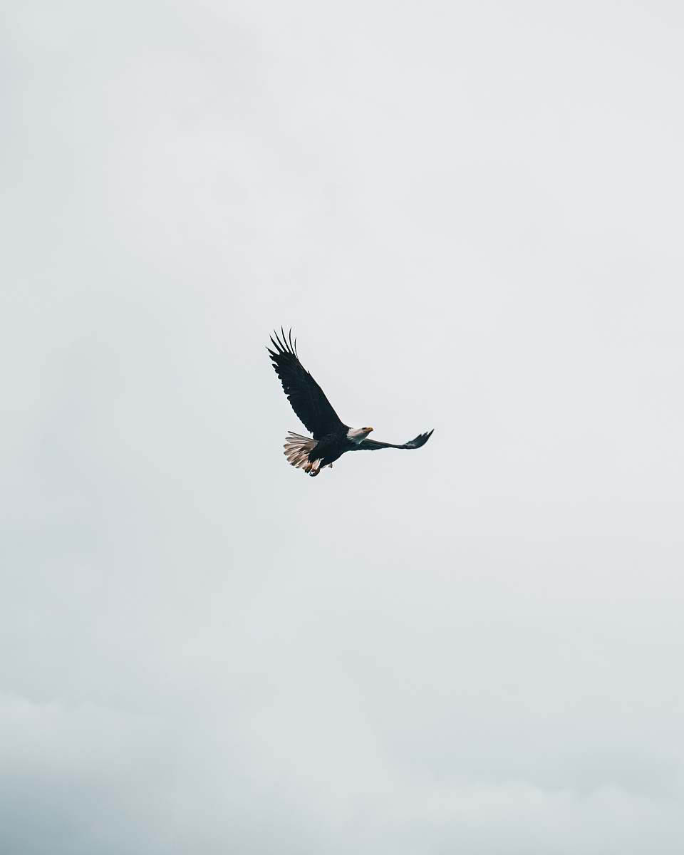 animal flying bald eagle during daytime eagle