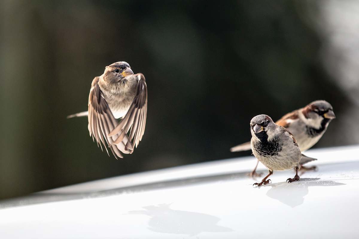 animal hummingbirds shallow focus photography sparrow