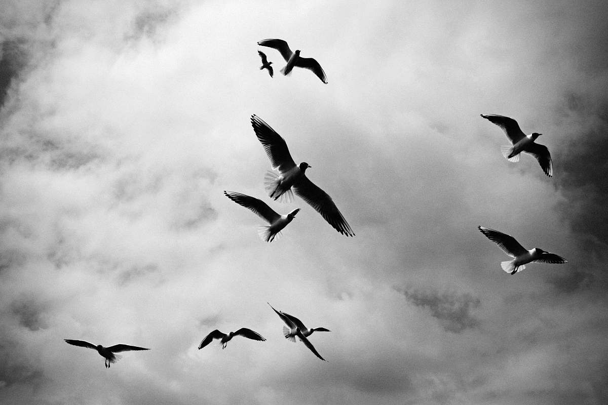 black-and-white low angle photo of birds flying seagull