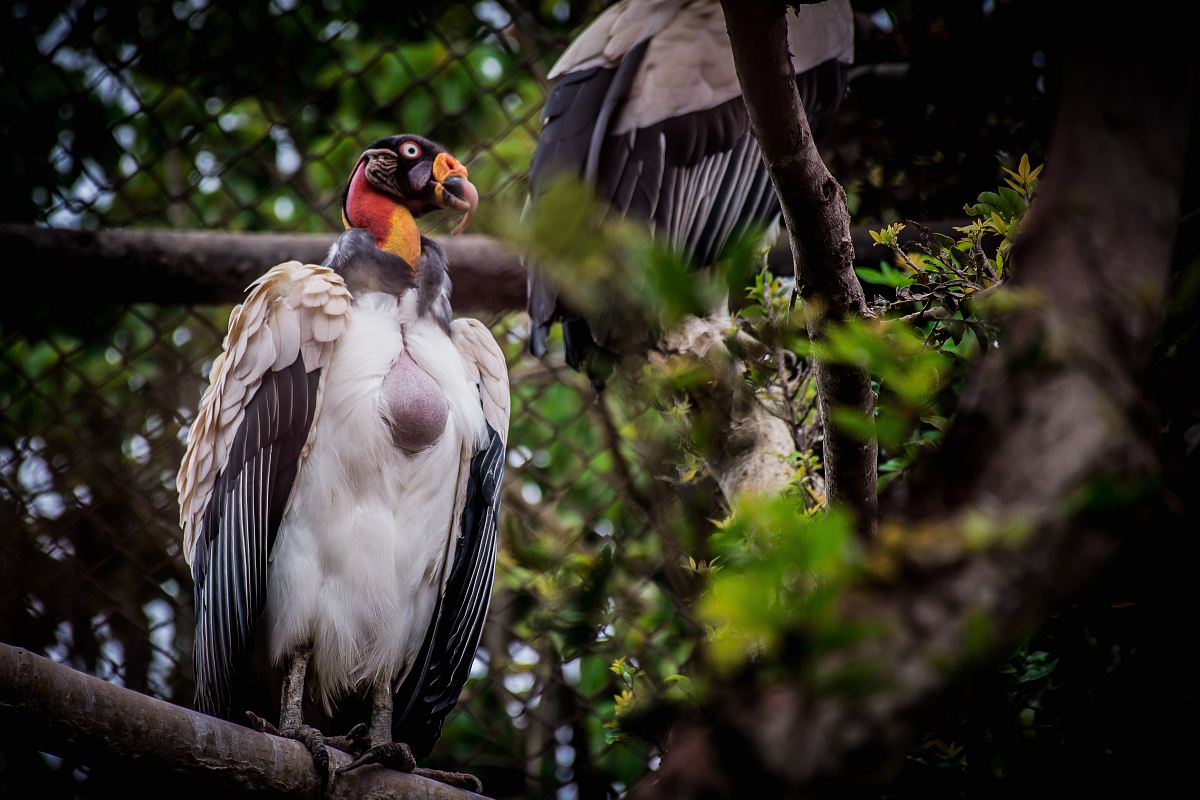 bird on tree