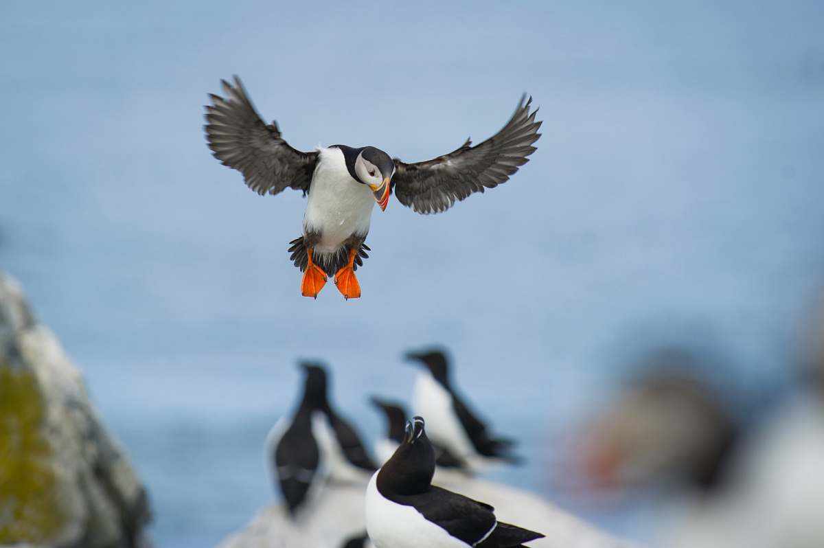 animal shallow focus photography of white and black birds puffin