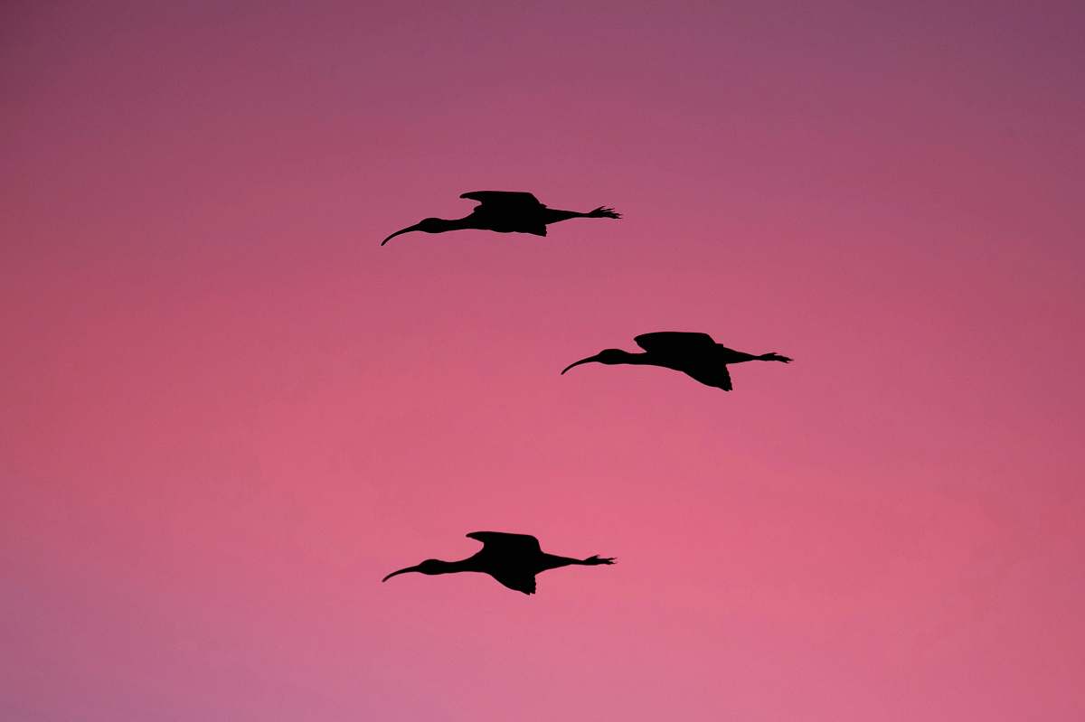 pink silhouette photography of three flying birds pelican