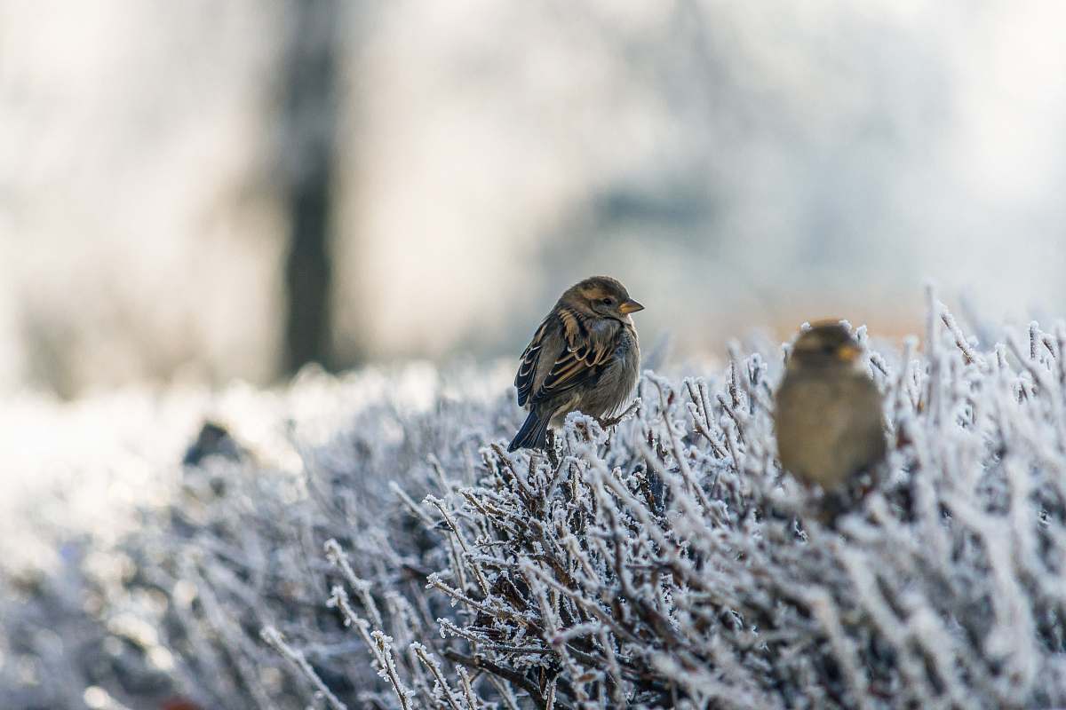 sparrow two brown birds on snowfield plant animal