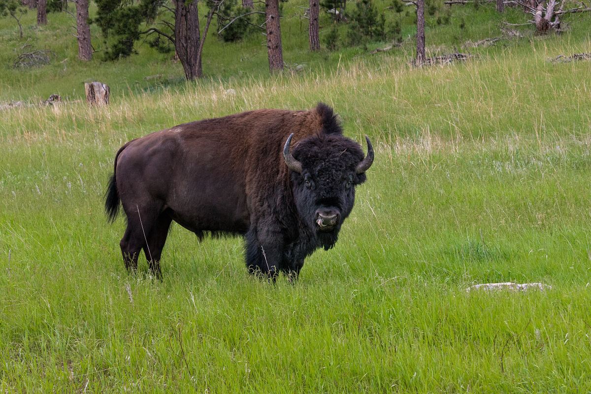 bison standing on grass field