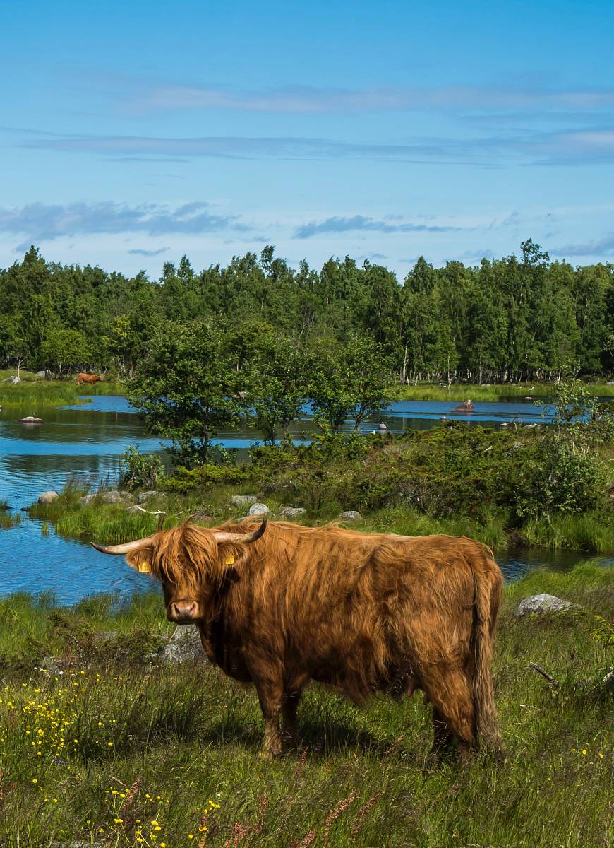 bison standing on grass field near body of water