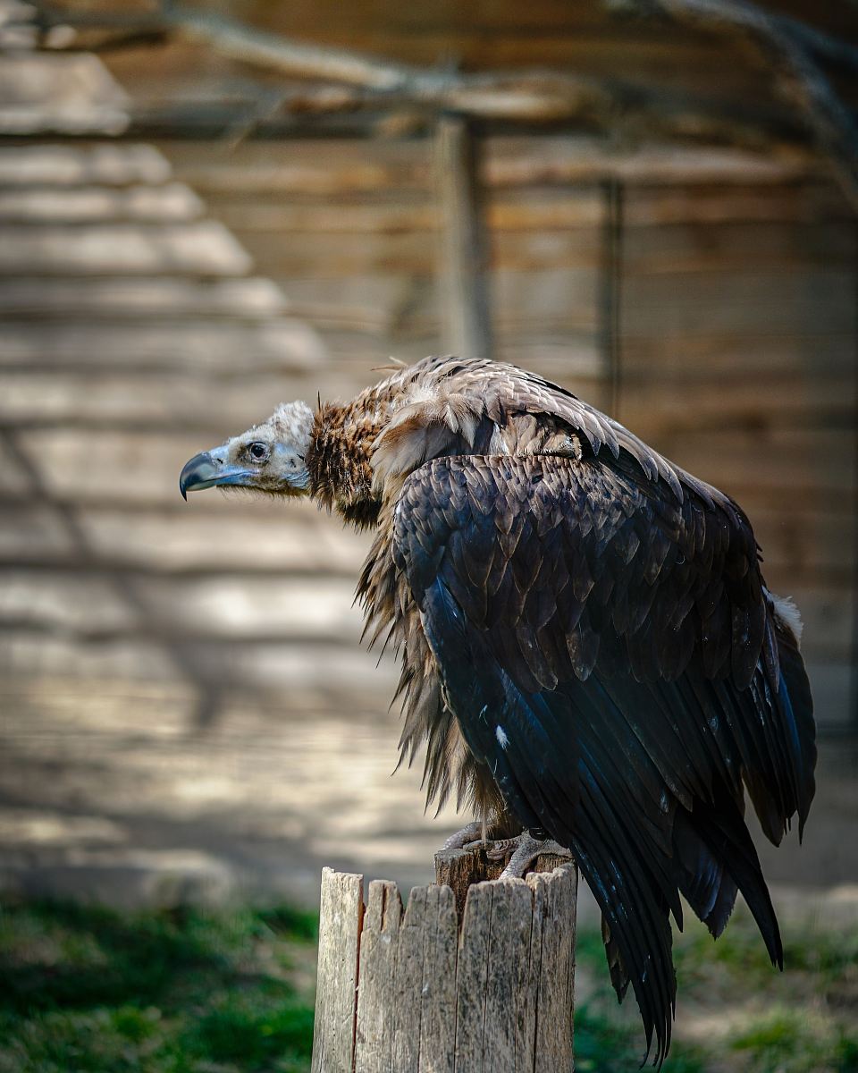 black and brown bird perching