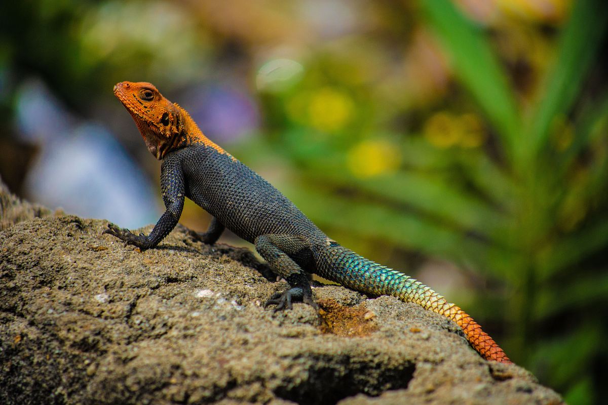 black and brown lizard on gray stone close-up photography