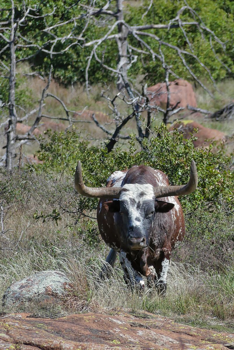 black and white bull