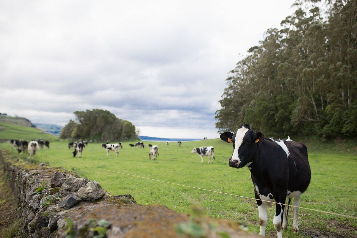 black and white cattle on green open field near trees