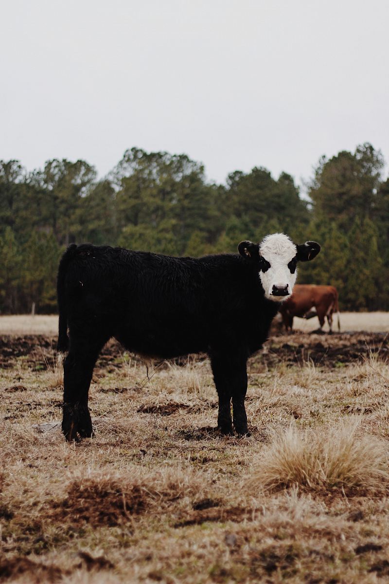 black and white cow