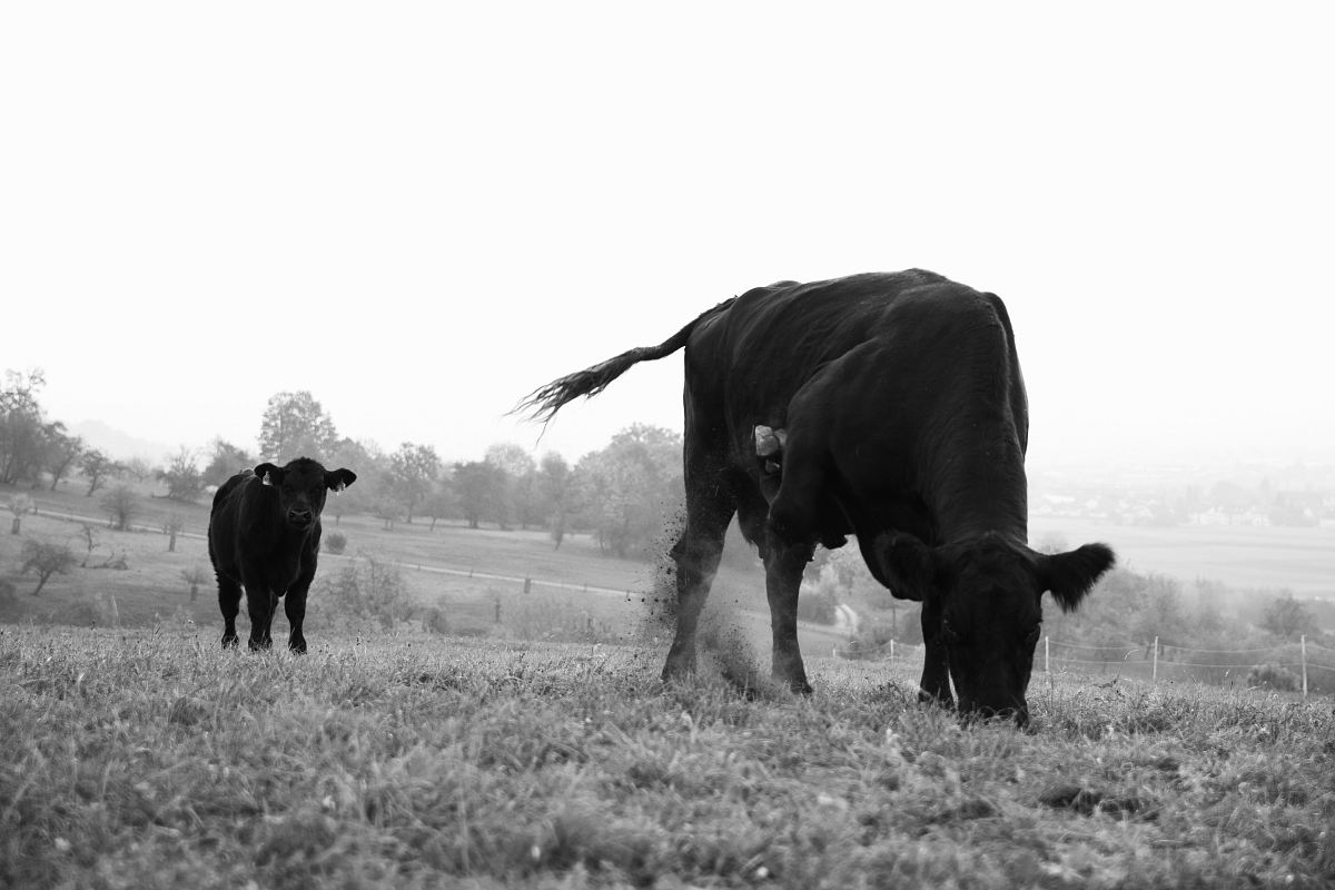 black cattle eating grass