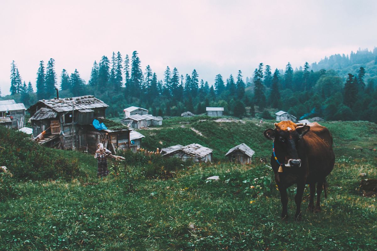 black cattle near gray wooden house during daytime