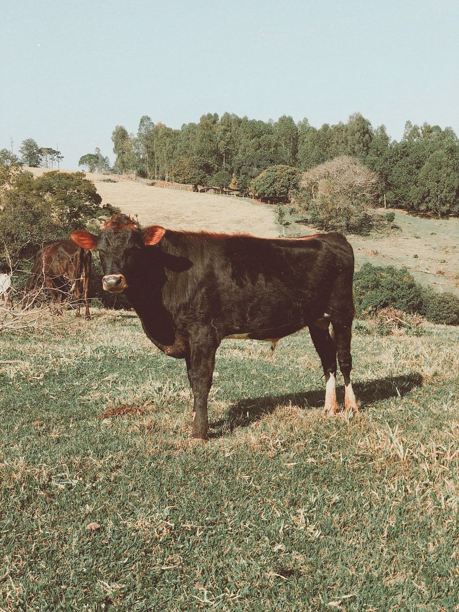 black cattle on grass