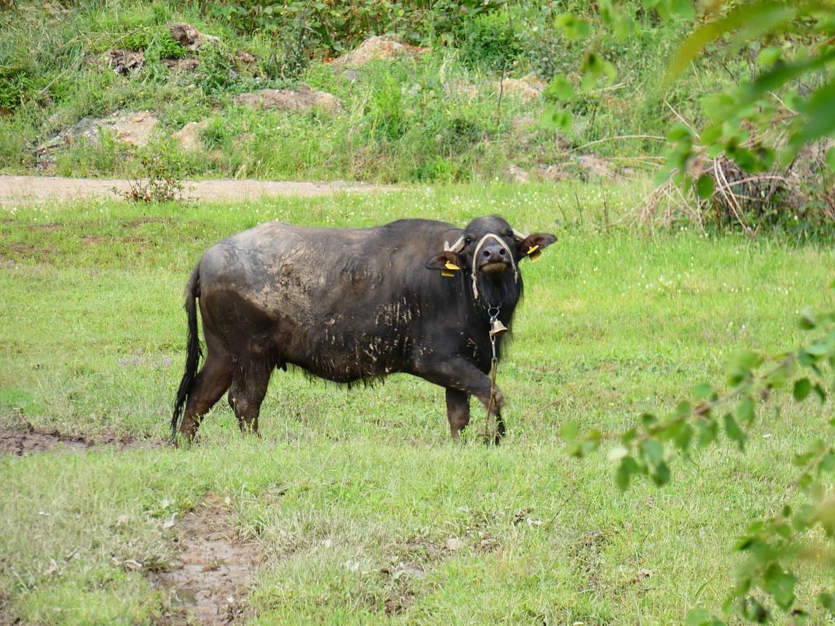 black coated cow walking on grass field